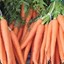 j&#039;aime les carrotes