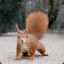 Evil Red Squirrel