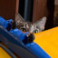 AbleCat77
