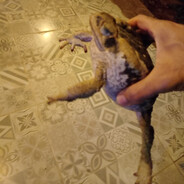 Kakachorreira