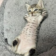 OLKAZIN, O BAIANO 愛 SKIN