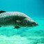 barramundi man