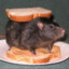 rat sandwich