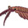 Anomalocaris
