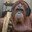 BOT Monke
