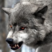 4Y-01 | R. Wolfe - steam id 76561197965539619