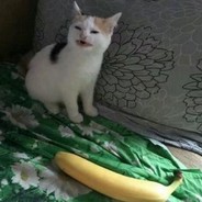 小小小小小天才