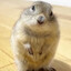 Chungle
