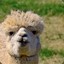 Alpaca