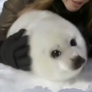 再次失去勇气的海豹