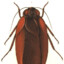 Megaloblatta Longipennis