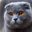 Avatar of KOT_B_3AKOHE