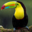 ToucanMan