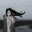 разговаривал с семенами дурмана