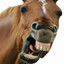 don&#039;t push the horses