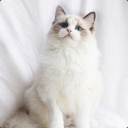 晚枫网咖丶老千