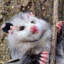 Positive Possum