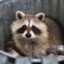 Raccoon