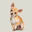 chihuahua Patience