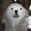 oWldog