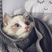 别的禅，我都不修