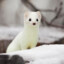 Ermine