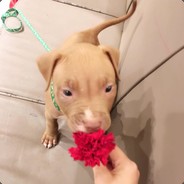 是兄弟就带斯温来砍我