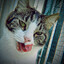 _miKanze
