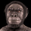 Homo Habilis