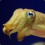 Dirigible Cuttlefish