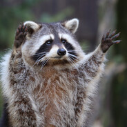 Racoon