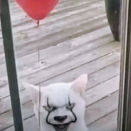 Meowzer