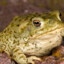 ThwartingToad83