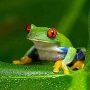 frog