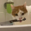 Cat with knife