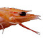Shrimp