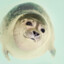 Seal_845