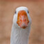 Goose