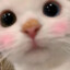 干饭猫猫头