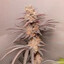 Bundes Weed Minister