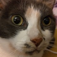 Mishi