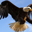 BLACKEAGLE