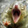 The Shrew's Avatar