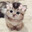 kitten