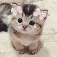 kitten