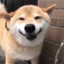 DerrDoggle