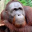 DIHO ORANGUTAN