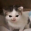 廷