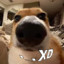 swiftpupy