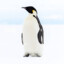 Infinite_Penguin